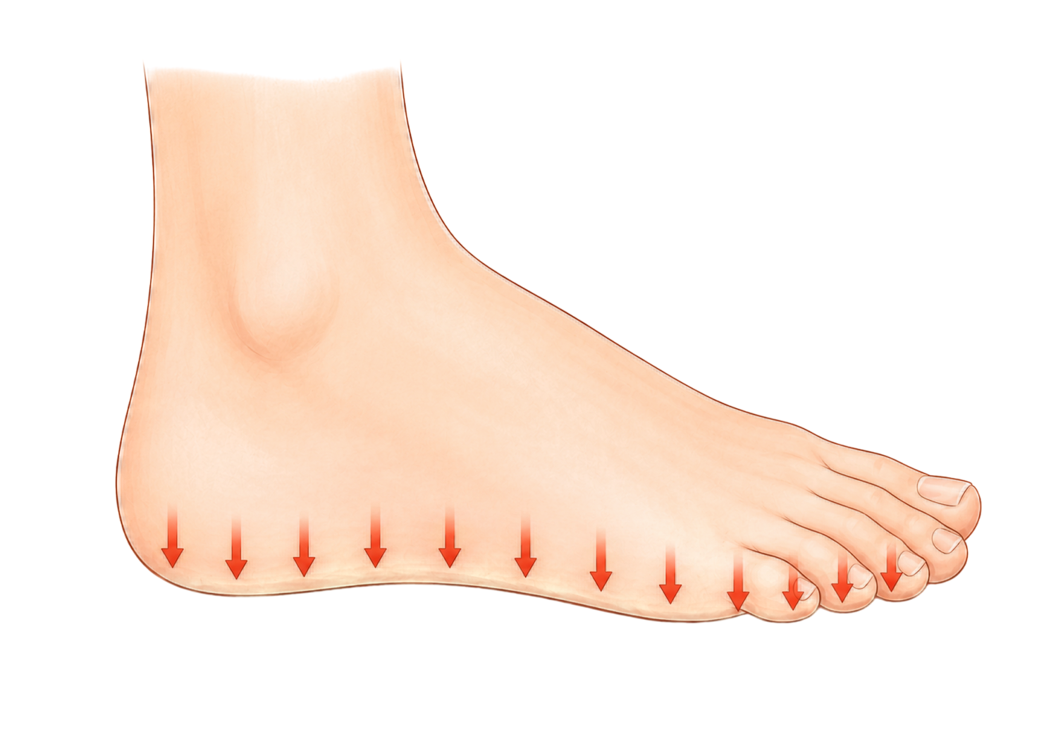 กลไกการรองรับน้ำหนักและผลกระทบต่อสุขภาพเท้า (The Biomechanics of Weight Bearing and Its Effects on Foot Health)